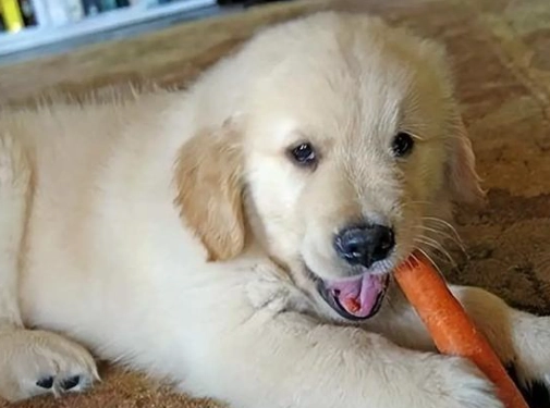 高麗菜 狗狗 好處 高麗菜 狗狗 好處