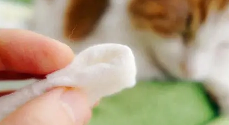 貓咪刷牙教學 貓咪刷牙教學