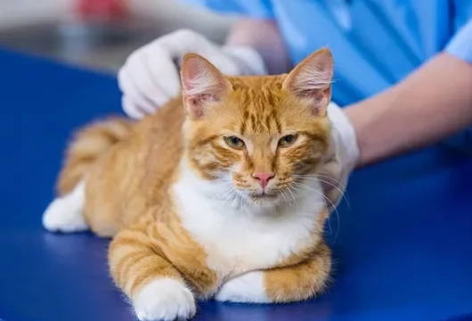 貓咪血尿會死嗎？獸醫親身經驗解析致命風險與急救關鍵