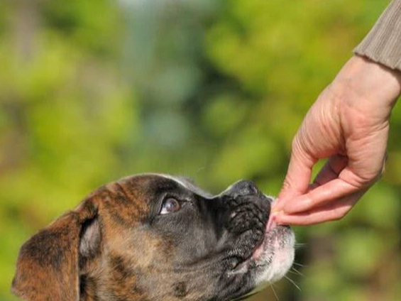 老狗不吃飯 老狗不吃飯