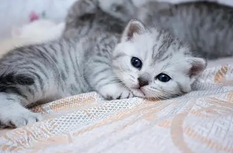 幼貓體重標準全解析：從出生到成貓的成長監測指南