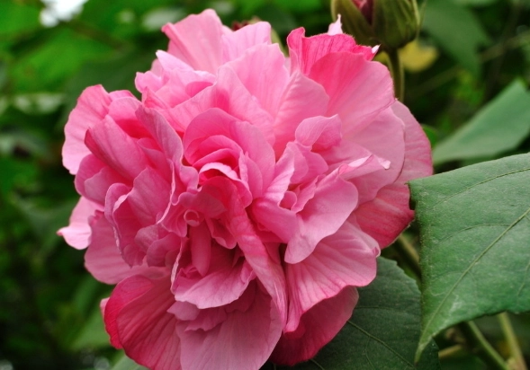 木芙蓉修剪技巧