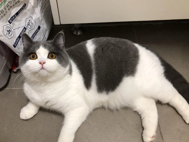 英短藍白貓完整指南：從選購、性格到日常照顧，資深貓奴的真心話