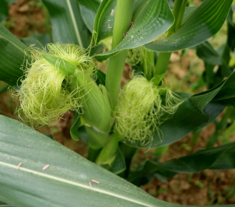 粟米鬚食療禁忌