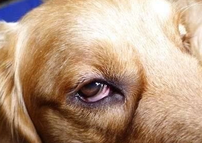 狗狗眼睛發炎 狗狗眼睛發炎