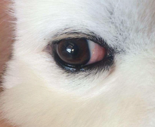 狗葡萄膜炎治療全攻略：症狀診斷、用藥指南與居家護理