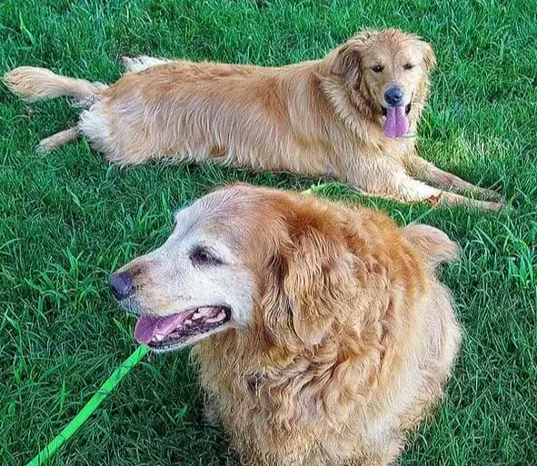老狗不吃飯 老狗不吃飯