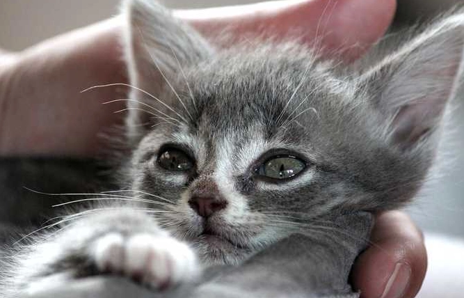 貓咪泌尿系統疾病 貓咪泌尿系統疾病