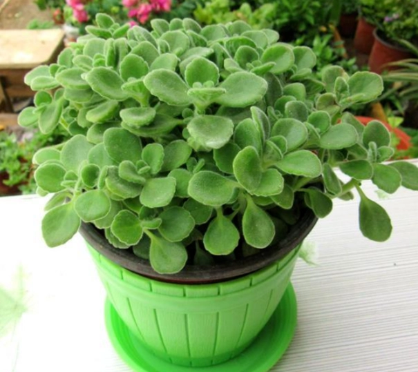 碰碰香怎麼養？從零開始的完整指南與常見錯誤解析