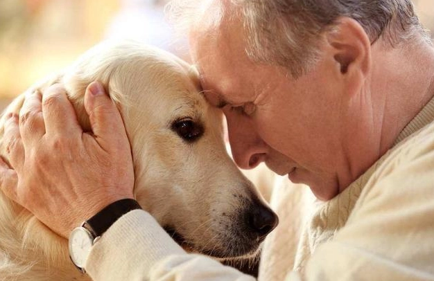 老年犬飲食 老年犬飲食