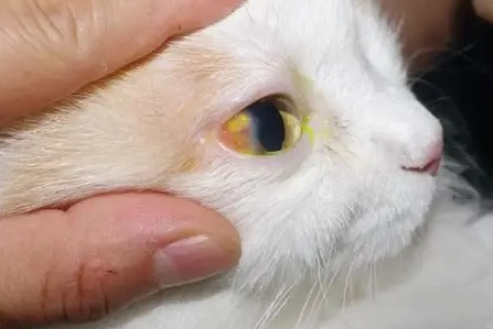 貓咪角膜炎治療