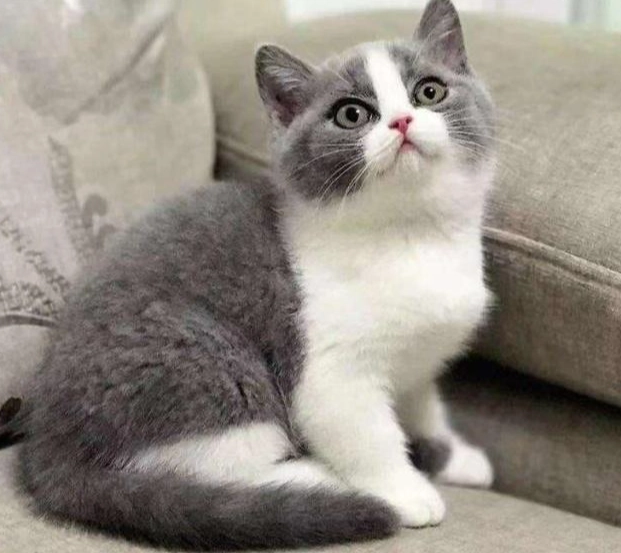 英國短毛貓藍白 英國短毛貓藍白