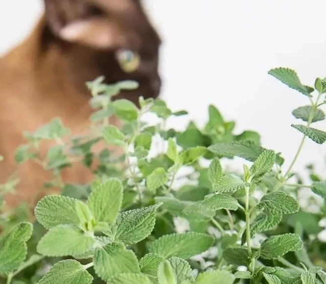 貓薄荷 安全劑量 貓薄荷 安全劑量