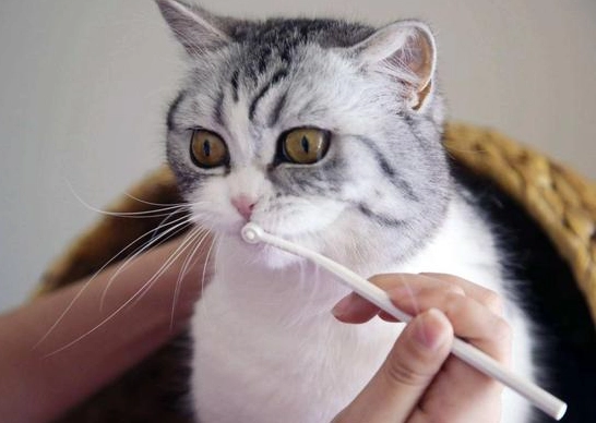 貓咪潔牙推薦全攻略：獸醫教你挑選有效潔牙工具與方法