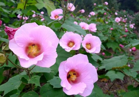 芙蓉花修剪時機