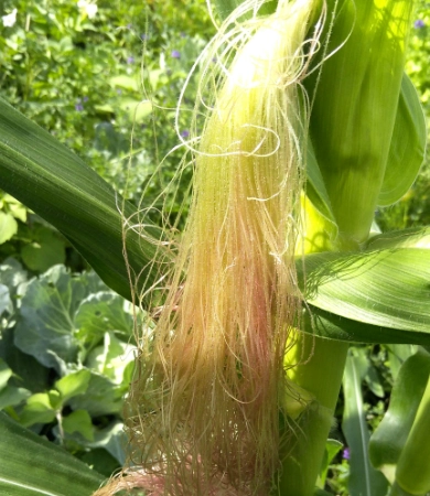 粟米鬚食療完整指南：天然利尿降血壓的居家秘方