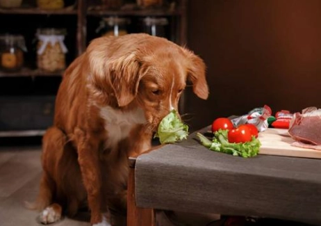 狗 吃 高麗菜 狗 吃 高麗菜