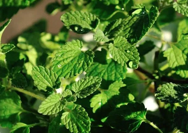 貓薄荷 幼貓 貓薄荷 幼貓