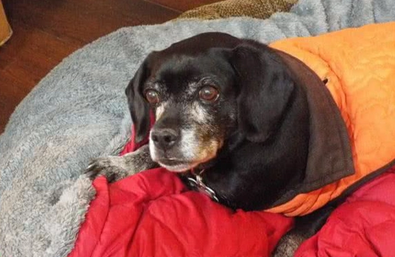 老年犬飲食 老年犬飲食