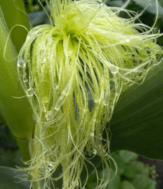 玉米鬚營養價值