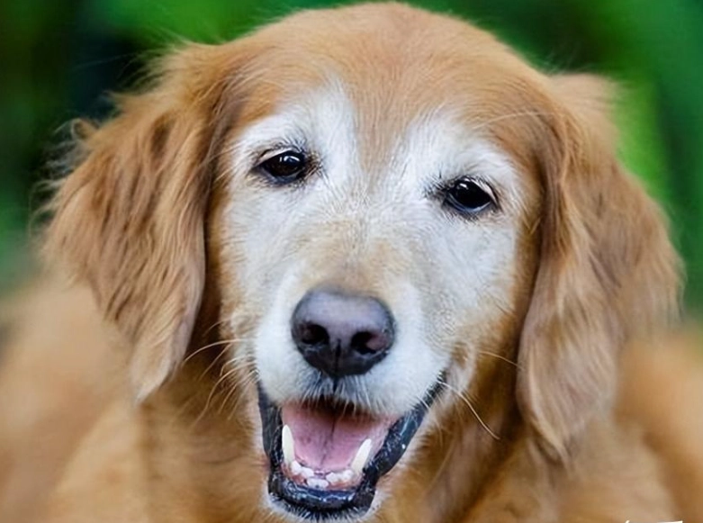 狗狗老了不吃不喝怎麼辦？獸醫與資深飼主的實用應對指南