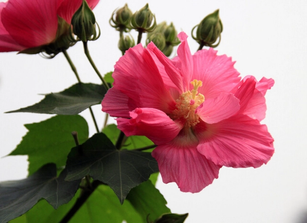 芙蓉修剪全攻略：正確時機、步驟圖解與常見錯誤避免