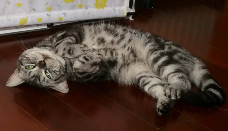 血尿緊急處理 血尿緊急處理