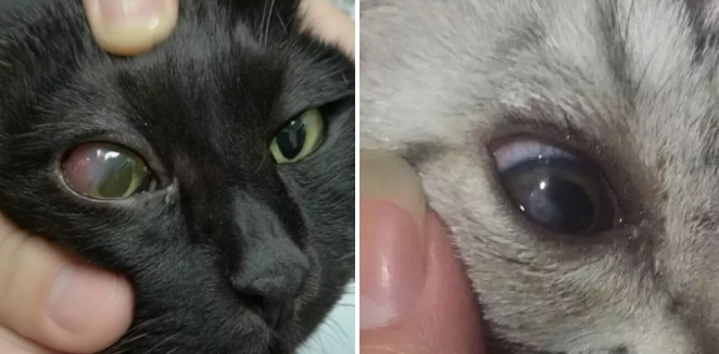 貓咪角膜炎多久會好？完整解析恢復時間與護理指南