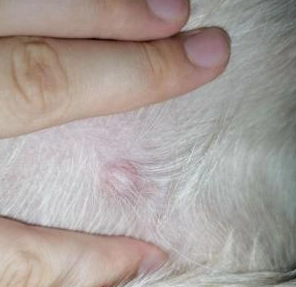 狗囊腫 狗囊腫