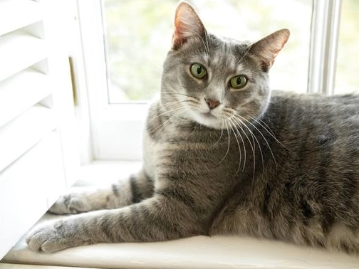 灰虎斑貓飼養全攻略：性格、照顧與常見問題一次搞懂