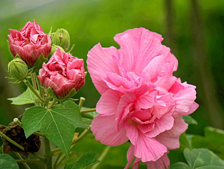 木芙蓉種植