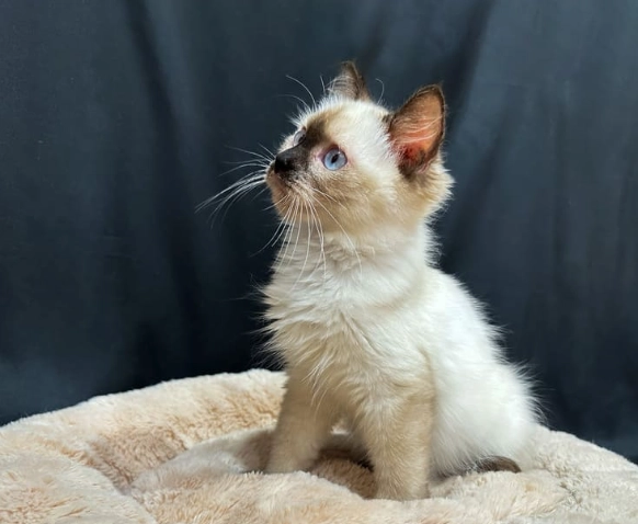 布偶貓飼養