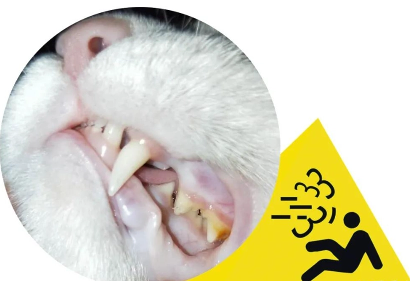 貓咪牙結石自己清