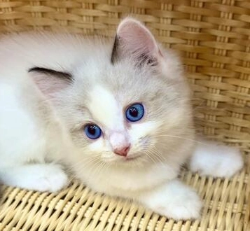揭秘重點色布偶貓：花色遺傳、飼養要點與性格深度解析