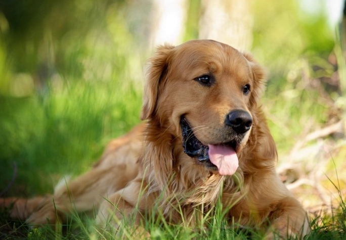 黃金獵犬一歲訓練 黃金獵犬一歲訓練