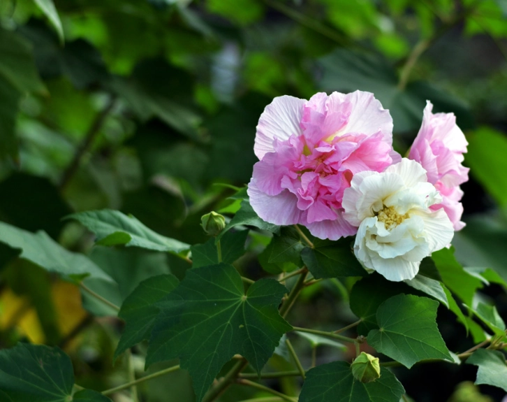 木芙蓉種植