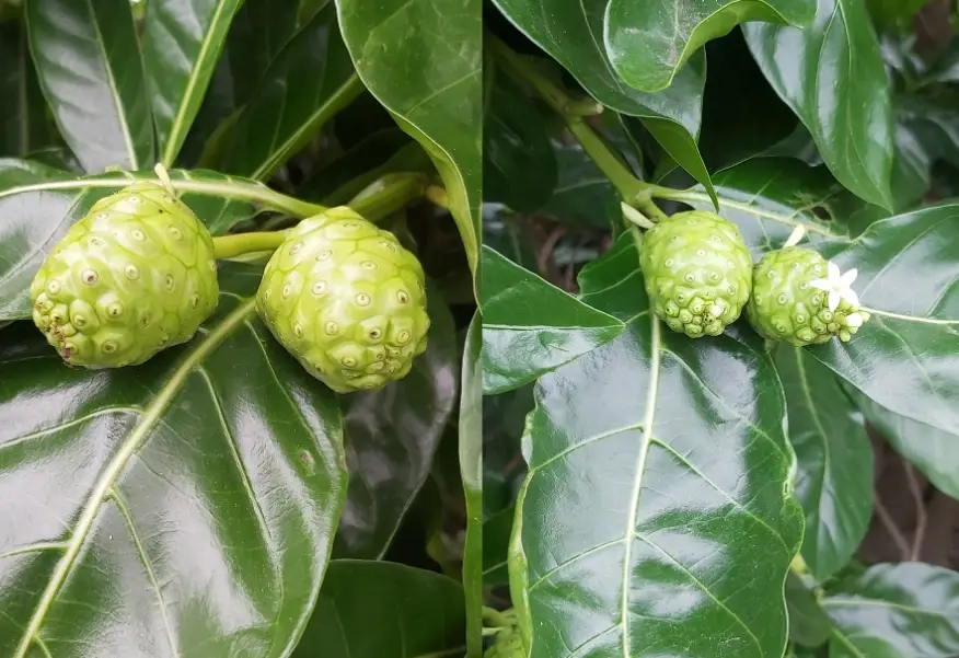 諾麗果食用禁忌 諾麗果食用禁忌