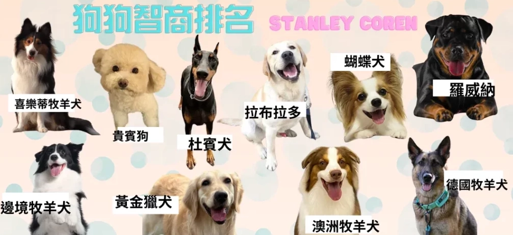 狗狗智商 狗狗智商
