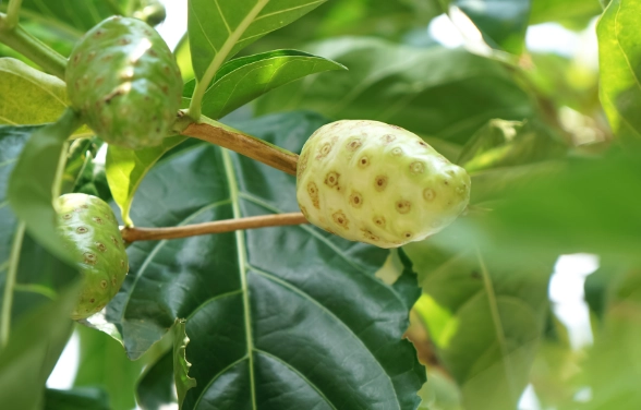 諾麗果副作用完整解析：安全食用指南與風險預防