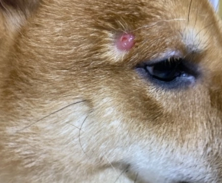 狗囊腫 狗囊腫