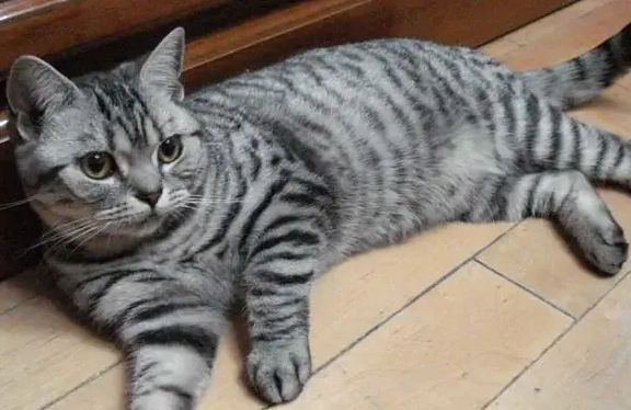 虎斑貓個性 虎斑貓個性