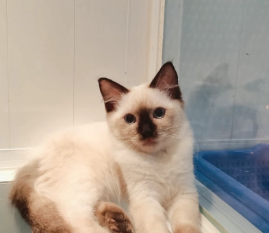 布偶貓飼養