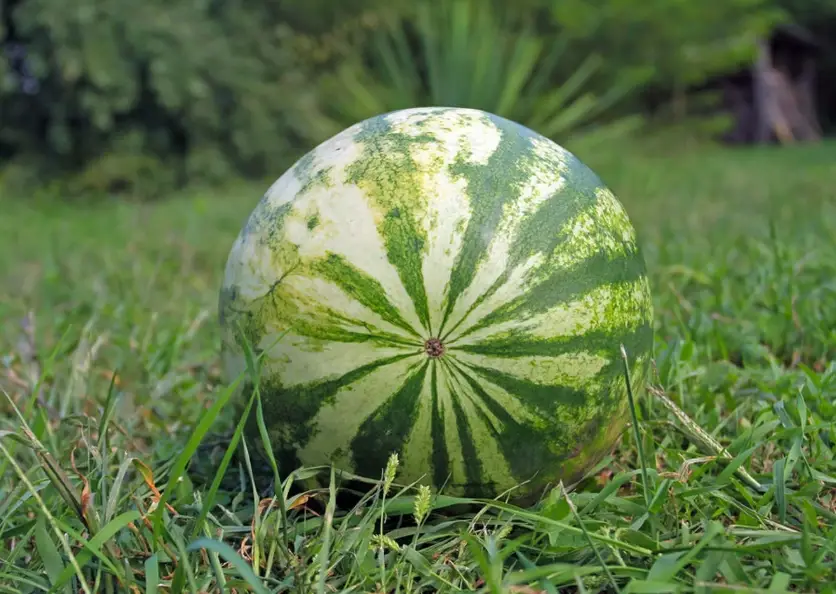 西瓜籽種植 西瓜籽種植
