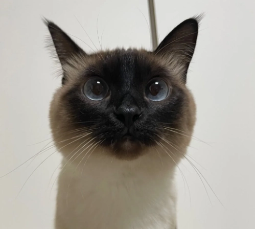 暹羅貓飼養技巧