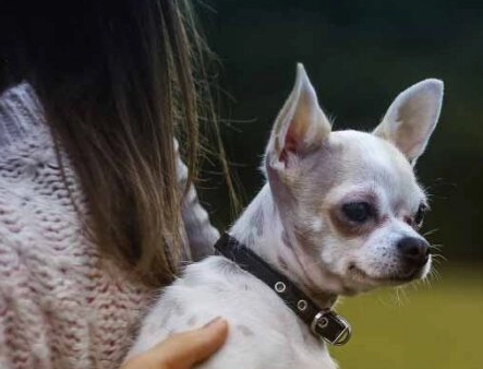 狗狗臨終哀嚎 狗狗臨終哀嚎