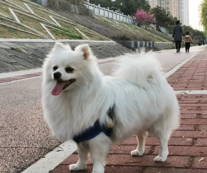 狗智力提升 狗智力提升