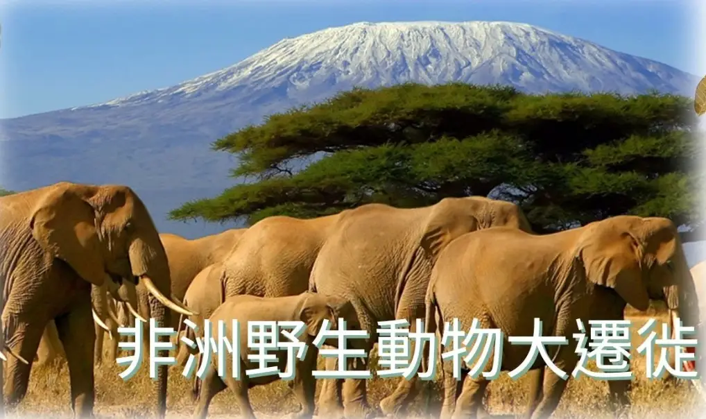 非洲動物大遷徙季節終極指南：時間、地點與行程規劃
