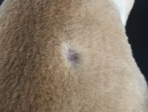 狗狗身上長一顆像痘痘？獸醫親授辨識與處理完整指南