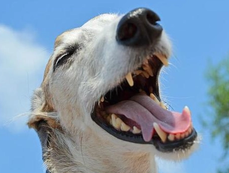 狗狗蛀牙 狗狗蛀牙