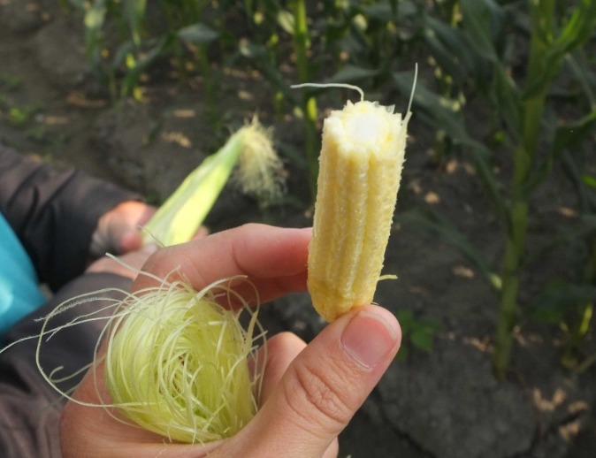 玉米鬚功效 玉米鬚功效